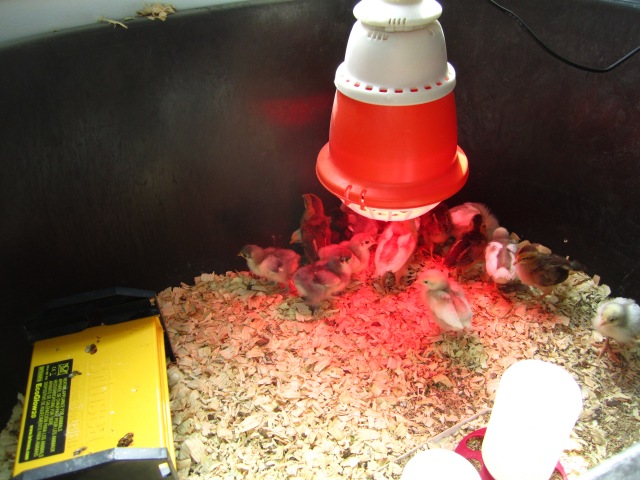 A batch of baby chicks in the brooder, because I can no longer imagine spring without them.