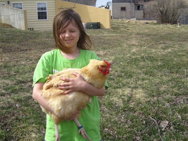 The Taterbug and the one large fowl chicken that moved with us.  Somehow we missed her when giving all the big chickens to a friend.